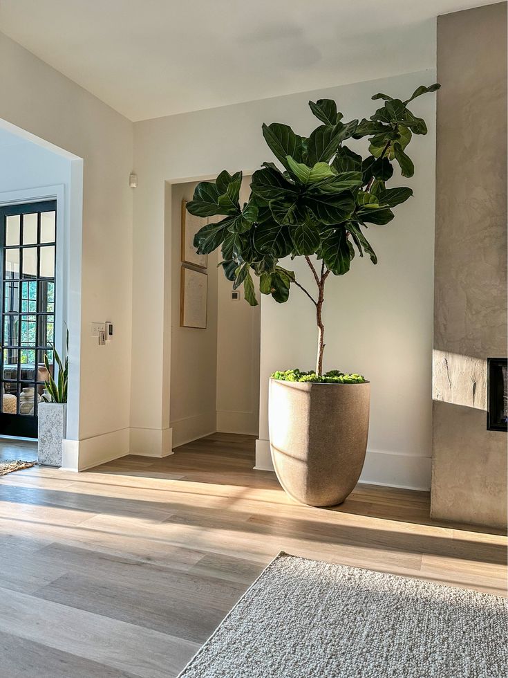 FLOWORLD Fiddle Leaf Fig Tree 6ft … curated on LTK patterned wall and tile mural